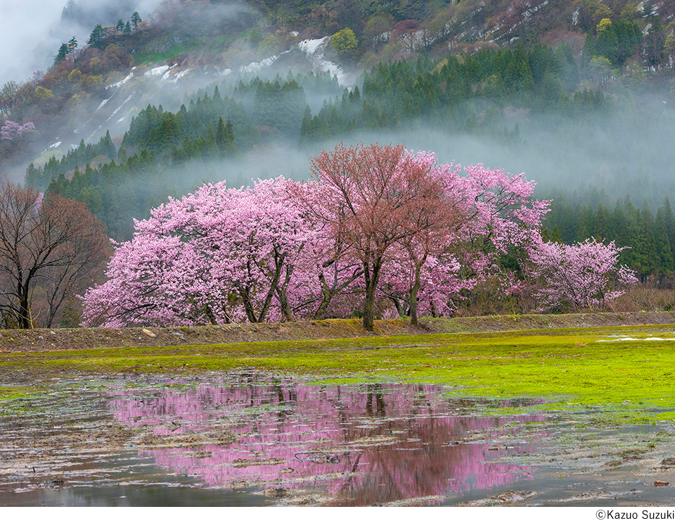 鈴木一雄セミナー「桜と春の花々 撮影の極意」