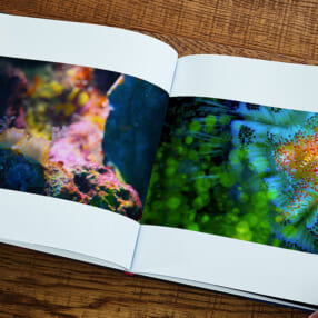 美しさにうっとり！ 海の精霊たちを鮮やかに捉えた500部限定の鍵井靖章写真集『MELUSINA』