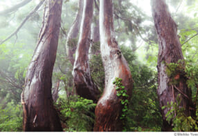 米美知子写真展「森に流れる時間」