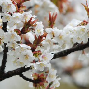 【今週の人気記事ランキング】撮ってはいけない！ プロが教える桜写真の「NG」8選