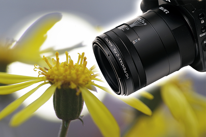 HD PENTAX-D FA MACRO 100mmF2.8ED AW 実写レビュー！ 人気100mmマクロ