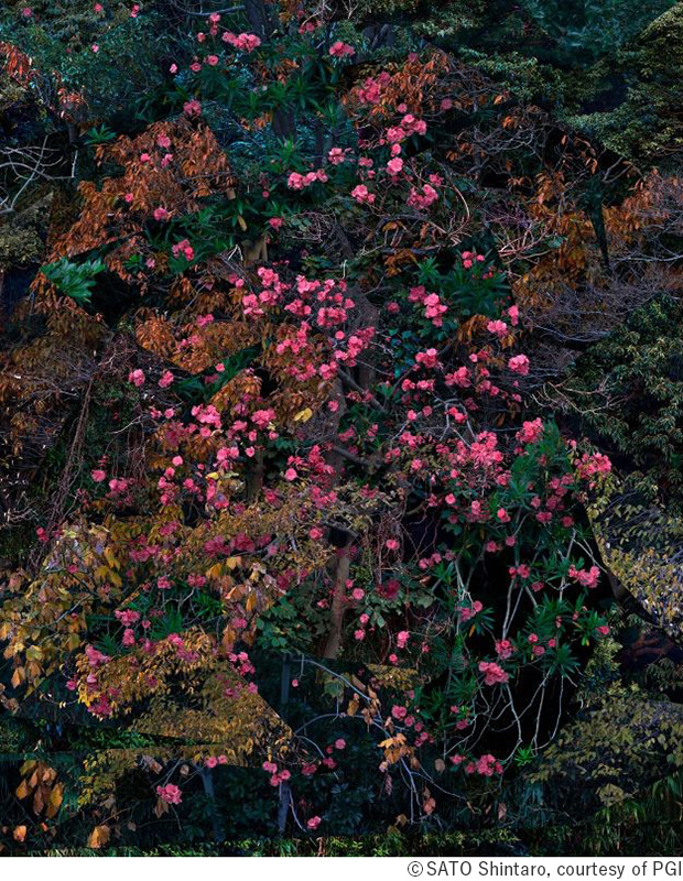 佐藤信太郎写真展「Boundaries」