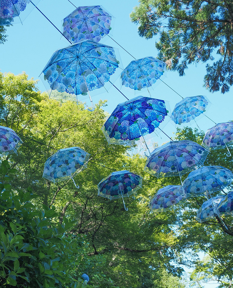 フェリシモ紫陽花の傘イベント