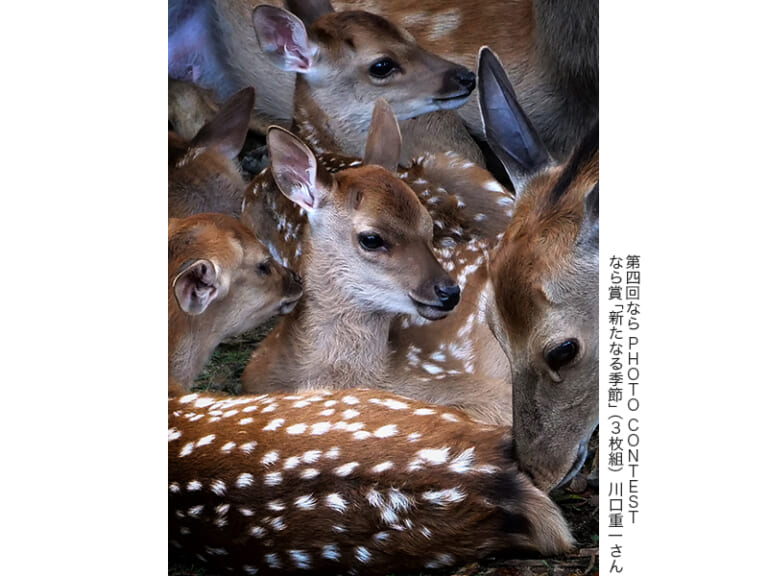 奈良で経験した感動を写真で募集「第五回 なら PHOTO CONTEST」 | CAPA CAMERA WEB