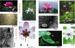 友遊撮影倶楽部「古代蓮とレンゲショウマ写真展」