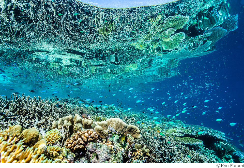 古見きゅう写真展「The Coral Triangle -密林珊瑚-」