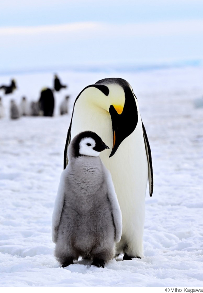 香川美穂写真展「PENGUIN LIFE ～ペンギンおやこのとき～」