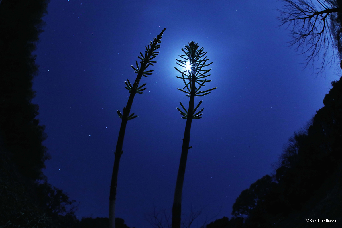 石川賢治『月夜の晩に』