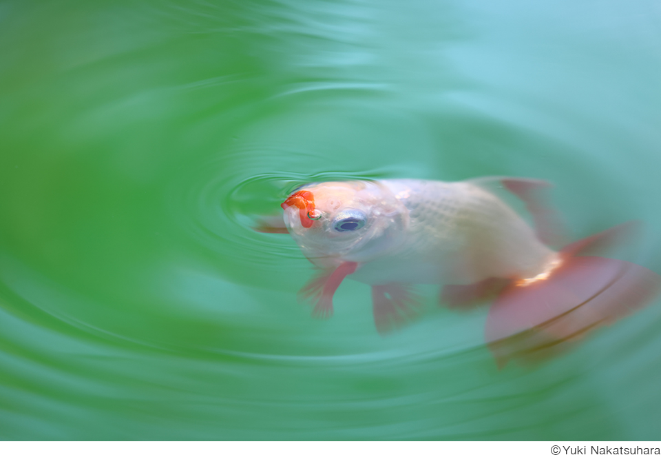 中津原勇気写真展「夢幻 ～Gold Fish～」