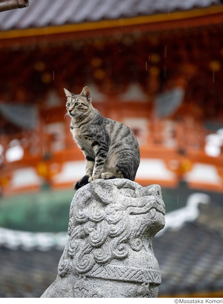 小森正孝写真展「神様・仏様・おねこ様」