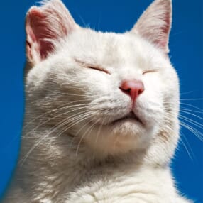 ニッポンの猫たちを迫力の大判サイズで魅せる！ 岩合光昭写真集『ネコ日本晴れ』発売