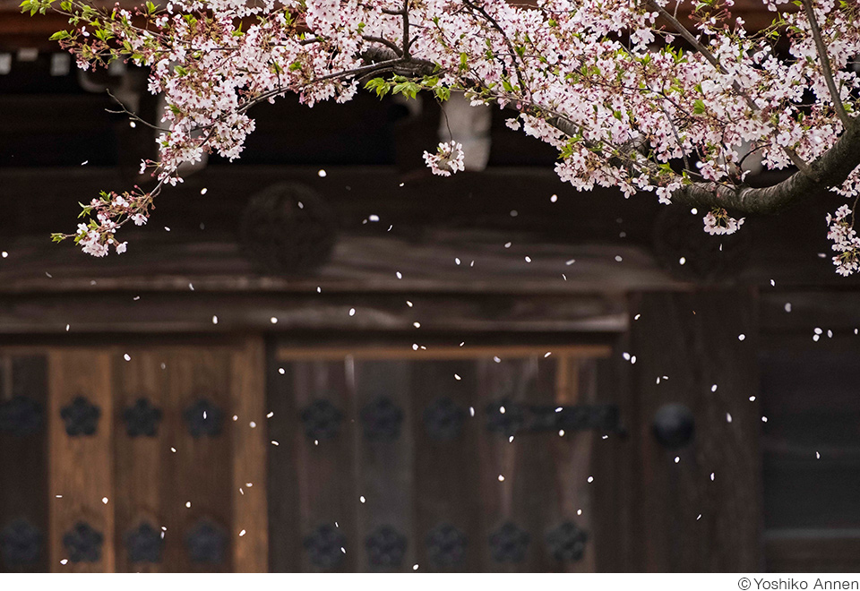 安念余志子写真展「うつろふ」「古寺愛歌 国宝勝興寺」