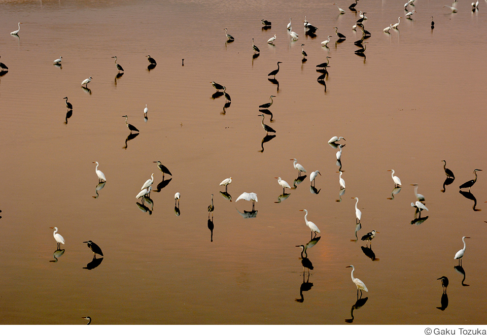 戸塚学写真展「飾り鳥」