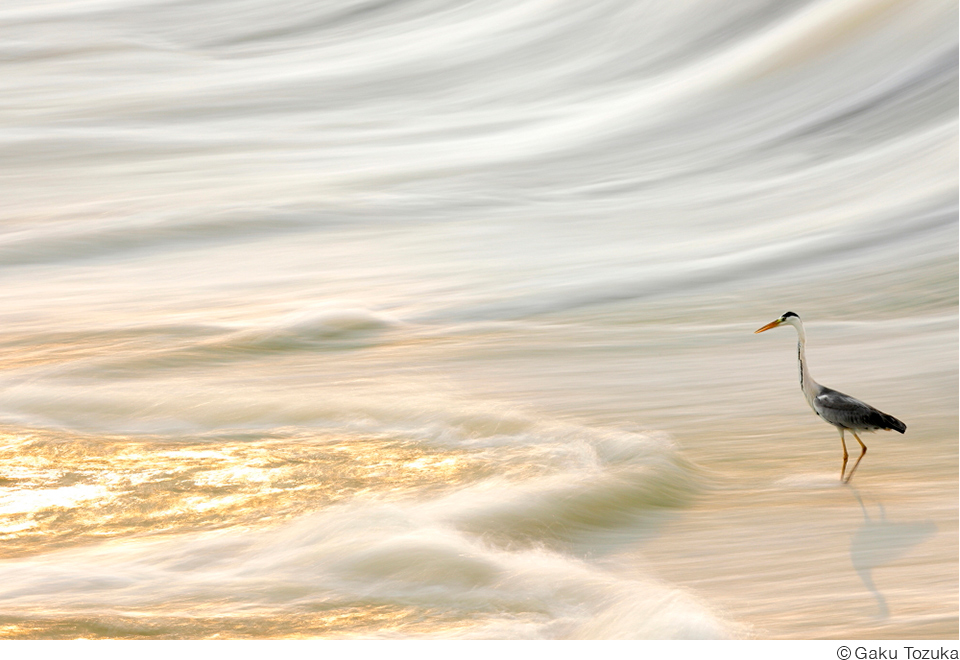 戸塚学写真展「飾り鳥」