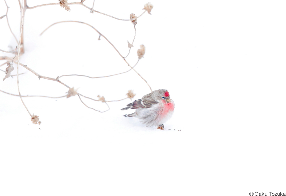 戸塚学写真展「飾り鳥」