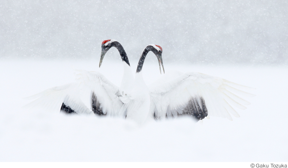 戸塚学写真展「飾り鳥」