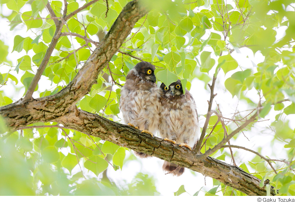 戸塚学写真展「飾り鳥」