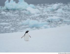 水本俊也写真展　因州和紙×南極「ペンギン」