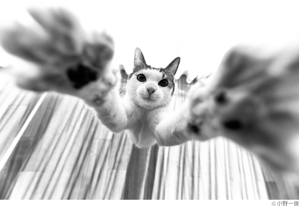 ねこ写真展 ＠CP+2024 ～今を生きる猫たちのキオク・キロク～