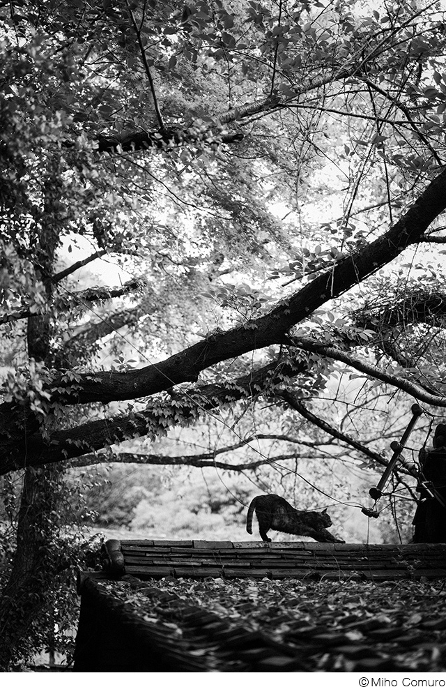 コムロミホ写真展「猫のよう」
