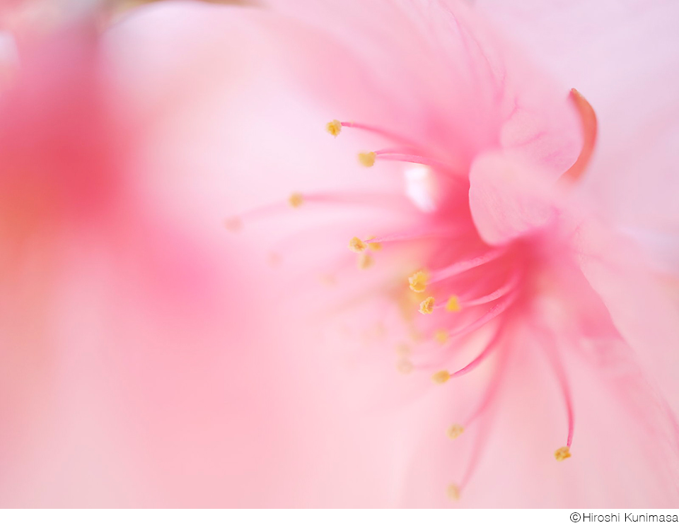 Nature Flowers　吉住志穂 × くにまさひろし 〜OM SYSTEM で撮る春の花々〜