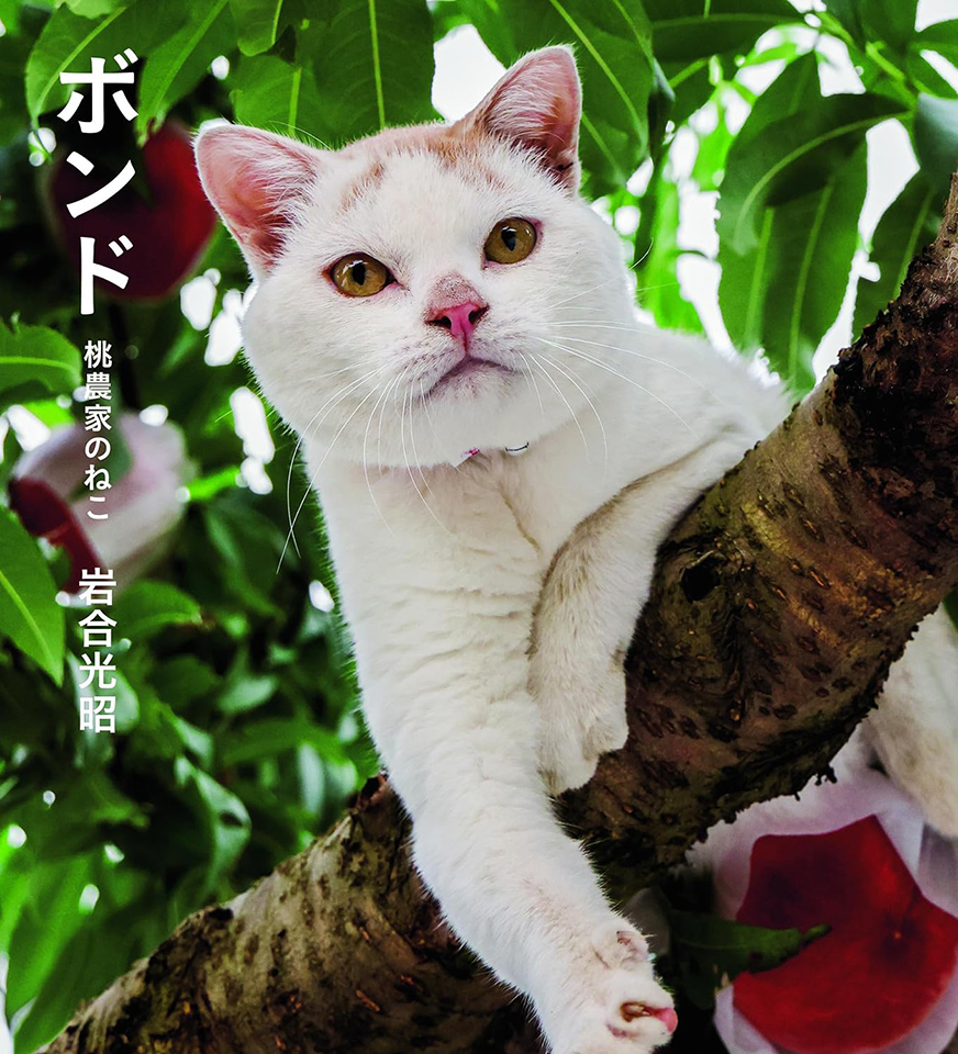 Sale❣️未開封品＆中古品【赤猫 茶猫 桃猫＆マグネット】岩合光昭さん♡ 未開封品＆中古品【赤猫 茶猫 桃猫＆マグネット】岩合光昭さん♡ 未