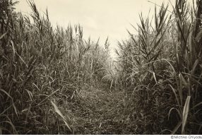 千代田路子写真展「永遠の野原－野原に記憶を預ける」