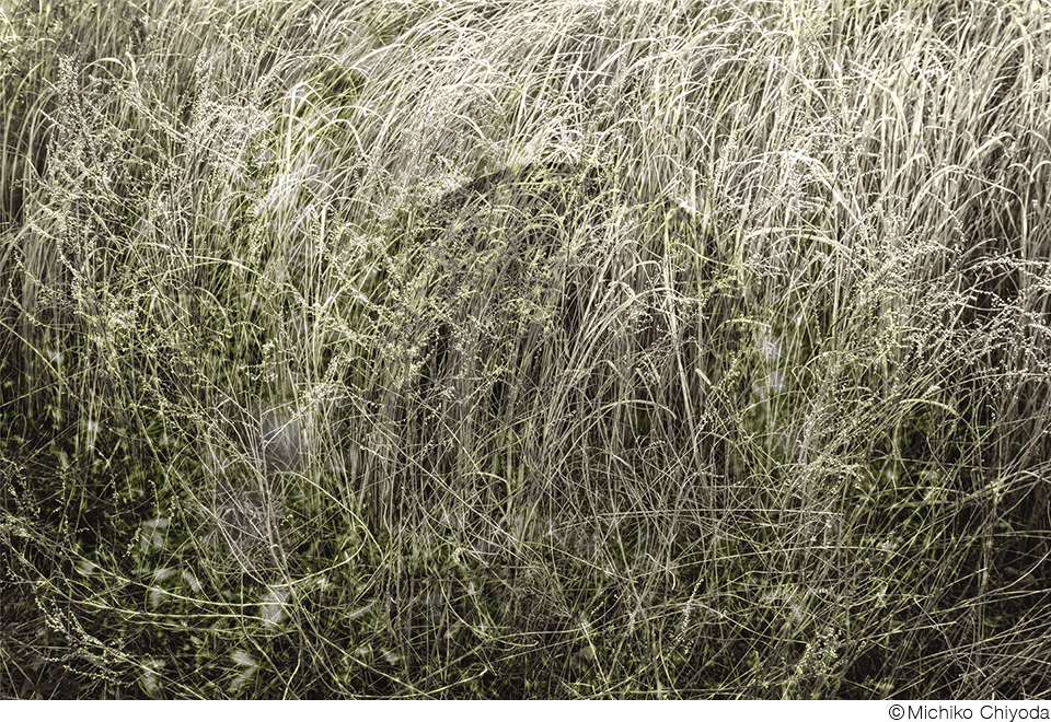 千代田路子写真展「永遠の野原－野原に記憶を預ける」