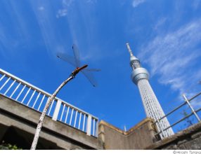 田中博写真展「東京トンボ日記」