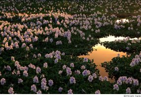 斎藤裕史写真展「HaNa Landscape 花からいただくリフレッシュ」
