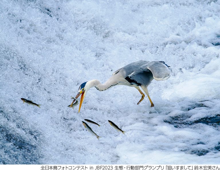 グランプリにはキヤノンのカメラと賞金を進呈「全日本鳥フォトコンテスト in JBF2024」 | CAPA CAMERA WEB