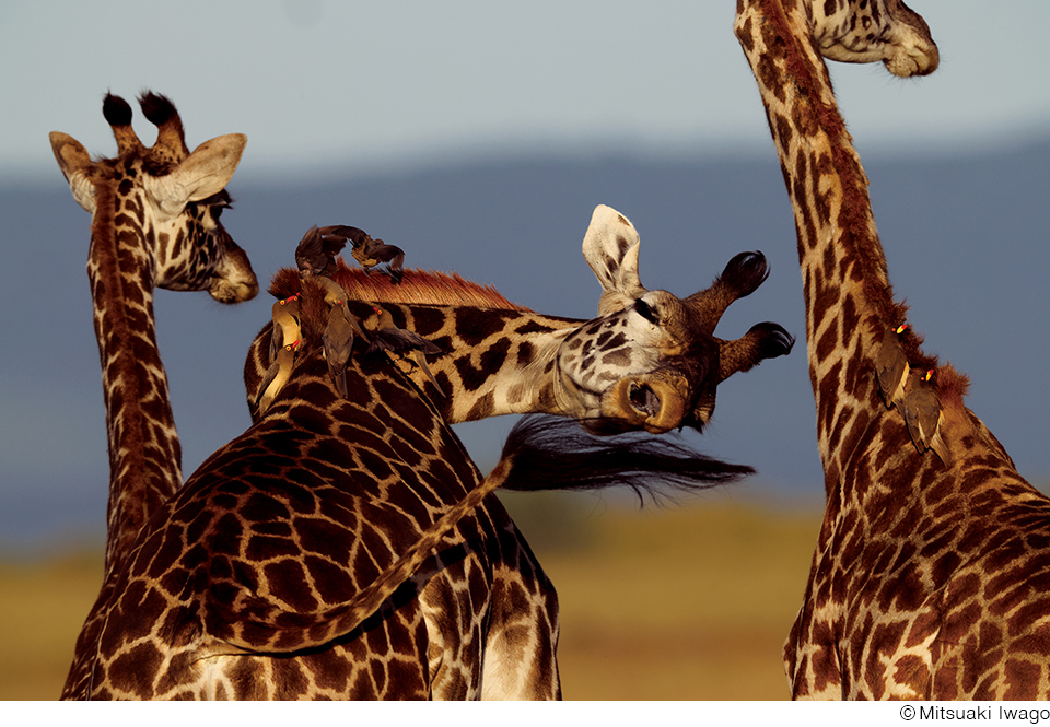 岩合光昭写真展「Masai Mara」