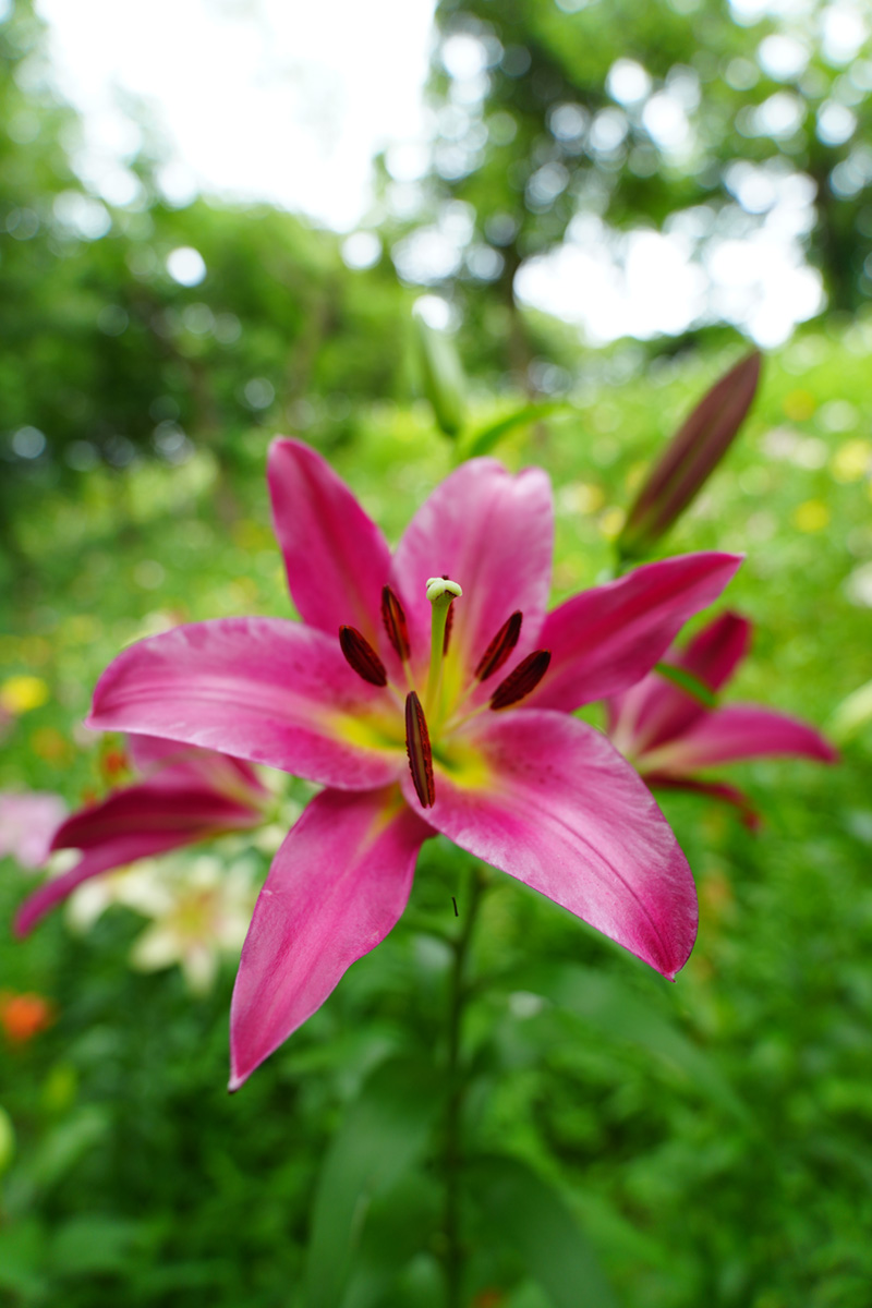 FE 16-25mm F2.8 G 実写チェック