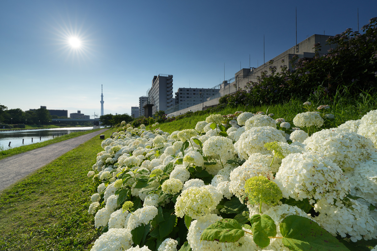 FE 16-25mm F2.8 G 実写チェック