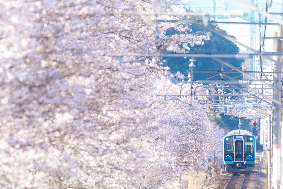 春曙の轍2024写真展「四季彩唱歌」