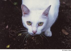 あべゆきえ写真展「猫の恋」