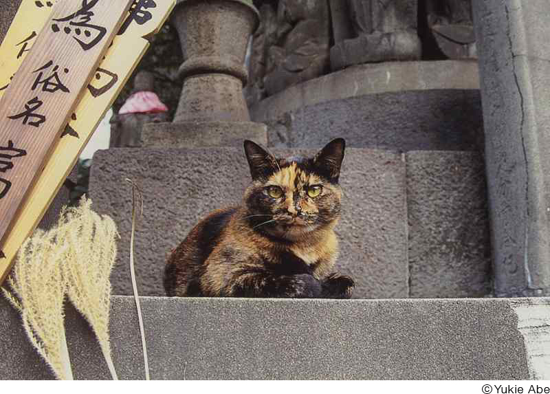 あべゆきえ写真展「猫の恋」