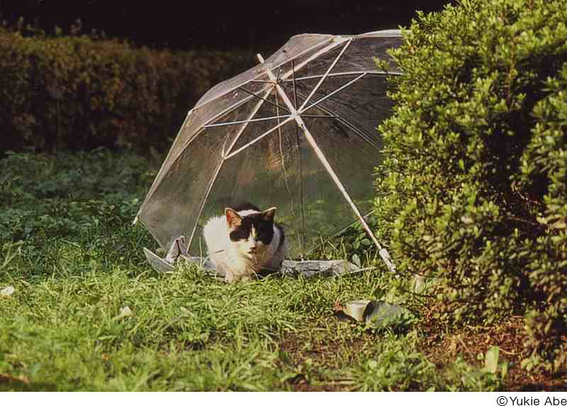 あべゆきえ写真展「猫の恋」