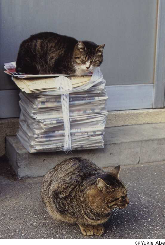 あべゆきえ写真展「猫の恋」