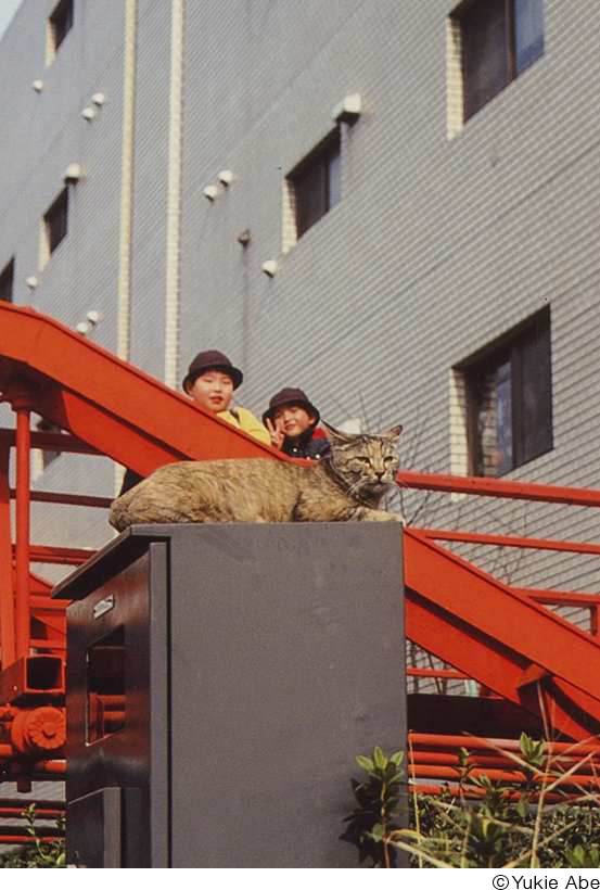 あべゆきえ写真展「猫の恋」