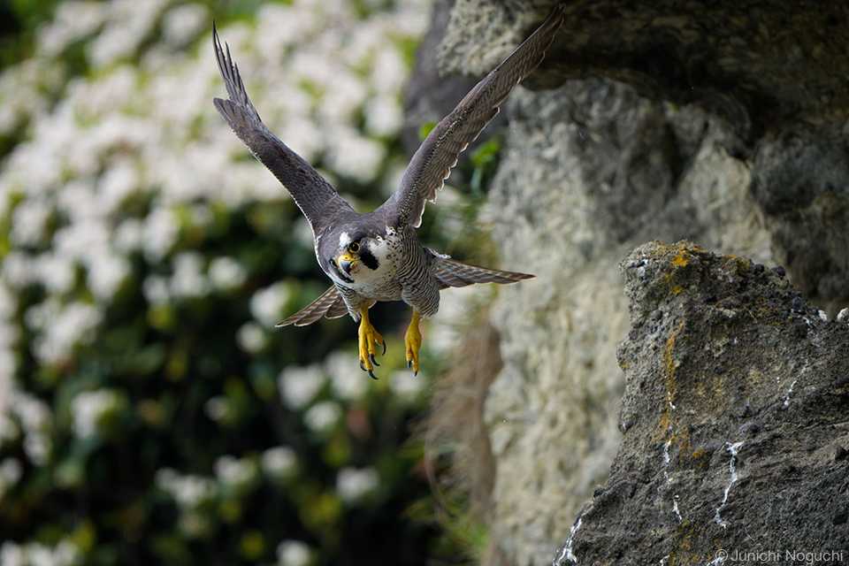 野口純一 × ソニー FE 400-800mm F6.3-8 G OSS
