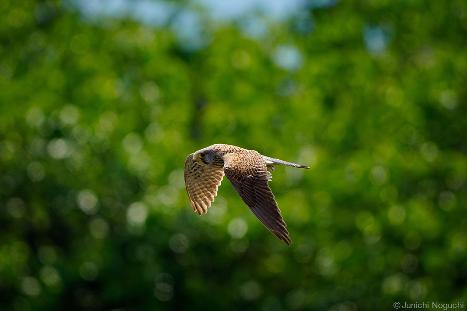 野口純一 × ソニー FE 400-800mm F6.3-8 G OSS