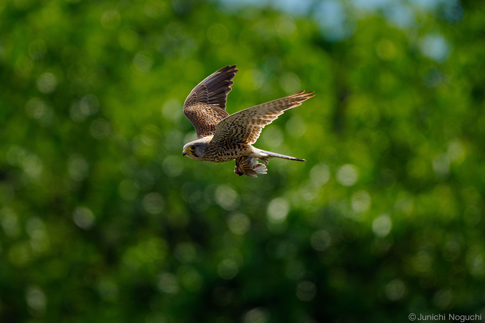 野口純一 × ソニー FE 400-800mm F6.3-8 G OSS