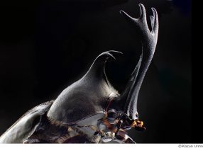 海野和男 昆虫写真展「ふしぎ昆虫ビッグワールド」