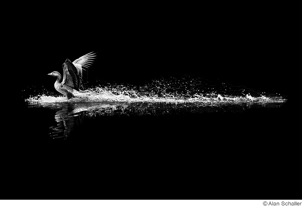 Alan Schaller and Ryota 写真展 「yami to hikari 闇と光 -The dark and the light」