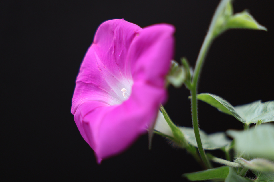 Sigma 17-40mm F1.8 DC | Art キヤノンRFマウントレビュー