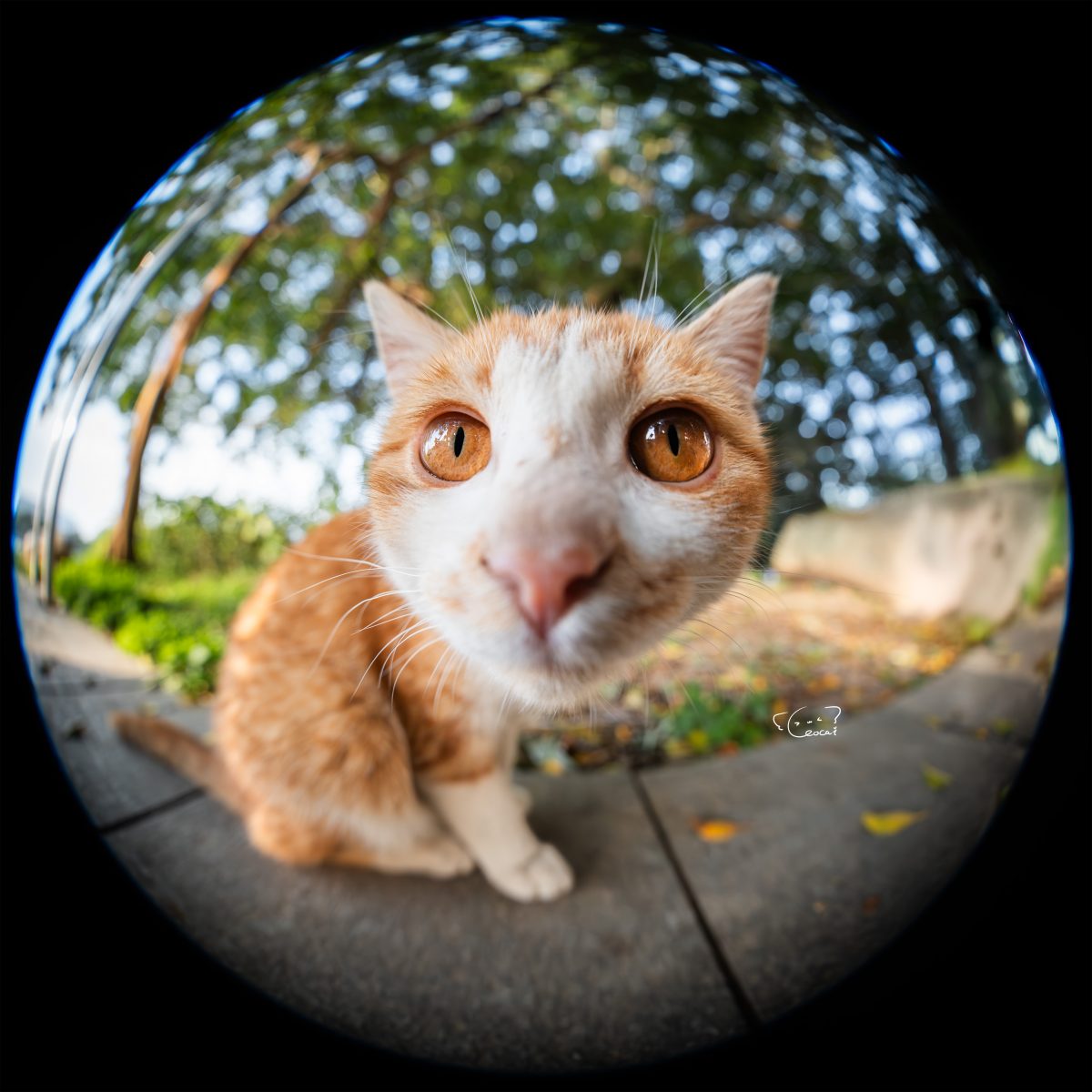 LAOWA 8-15mm F2.8 FF Zoom Fisheye01