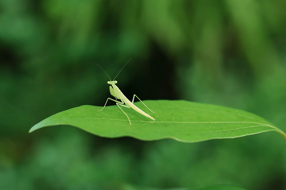 Viltrox AF 56/1.2 PRO