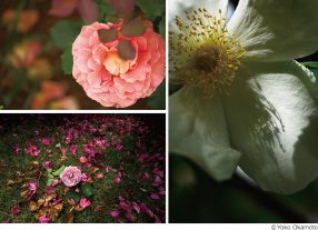 岡本洋子写真展「Rose Fever ～薔薇熱～」