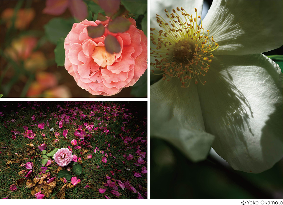 岡本洋子写真展「Rose Fever ～薔薇熱～」